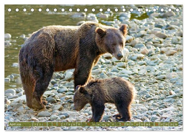 Produktbild: B&auml;r, Wolf und Co - Tiere Nordamerikas (Tischkalender 2026 DIN A5 quer), CALVENDO Monatskalender