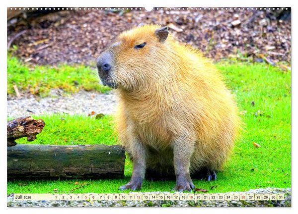 Produktbild: Nagetiere. Hamster, Kaninchen und Co. (hochwertiger Premium Wandkalender 2026 DIN A2 quer), Kunstdruck in Hochglanz