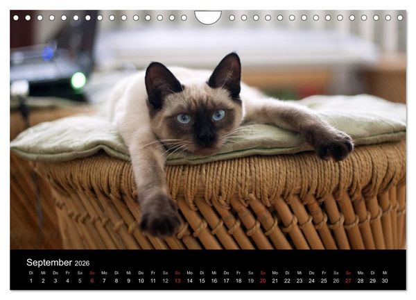 Produktbild: Haustiger - Ein Katzenkalender (Wandkalender 2026 DIN A4 quer), CALVENDO Monatskalender