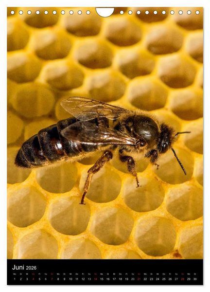 Produktbild: Bienen (Wandkalender 2026 DIN A4 hoch), CALVENDO Monatskalender