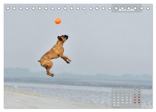 Produktbild: Typisch Boxer (Tischkalender 2026 DIN A5 quer), CALVENDO Monatskalender