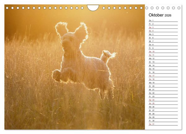 Produktbild: Lockenw&ouml;lfe - Energieb&uuml;ndel Pudel (Wandkalender 2026 DIN A4 quer), CALVENDO Monatskalender