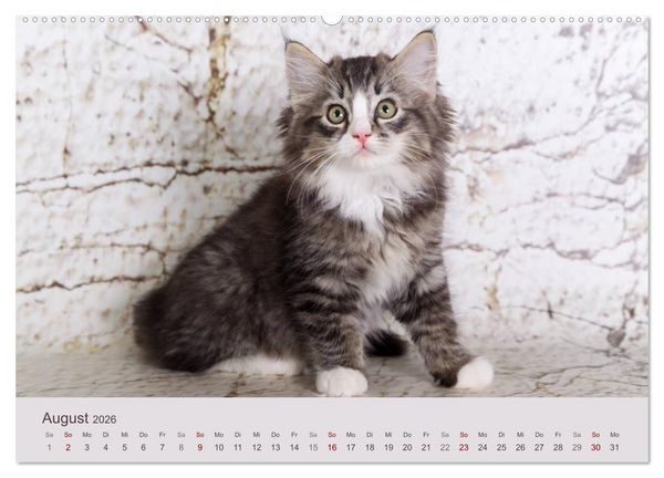 Produktbild: Verspielte Ragdolls - Sanfte Katzen in seidigem Haarkleid (Wandkalender 2026 DIN A2 quer), CALVENDO Monatskalender