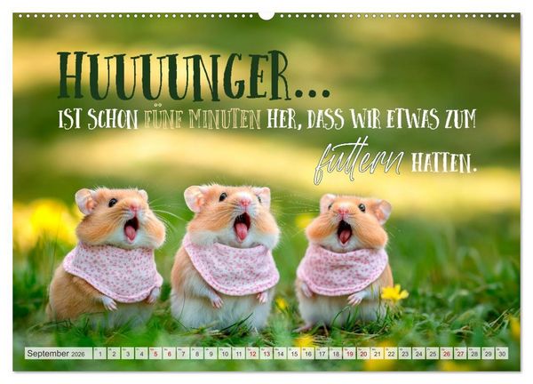 Produktbild: Hamsterhumor - Kleine Zuckerschnute, aber oho (hochwertiger Premium Wandkalender 2026 DIN A2 quer), Kunstdruck in Hochglanz