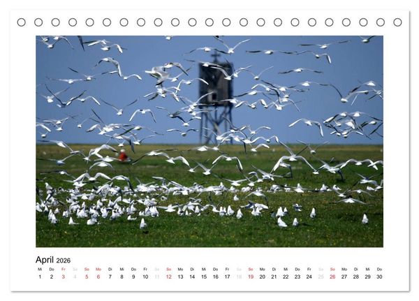 Produktbild: Die sch&ouml;ne Insel Neuwerk (Tischkalender 2026 DIN A5 quer), CALVENDO Monatskalender