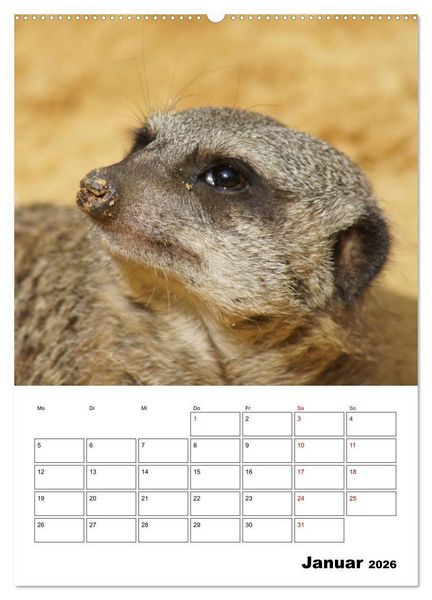Produktbild: Niedliche Erdm&auml;nnchen (Wandkalender 2026 DIN A2 hoch), CALVENDO Monatskalender