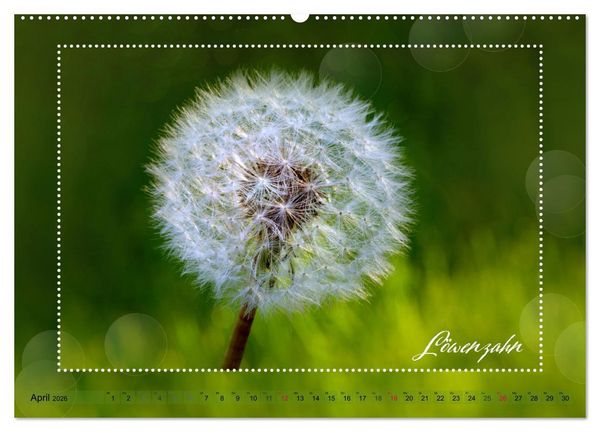 Produktbild: Bl&uuml;tenbouquet (Wandkalender 2026 DIN A2 quer), CALVENDO Monatskalender