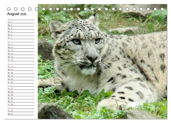 Produktbild: Der Schneeleopard (Tischkalender 2026 DIN A5 quer), CALVENDO Monatskalender