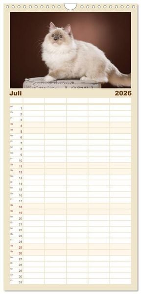 Produktbild: Familienplaner 2026 - Zauberhafte Ragdolls mit 5 Spalten (Wandkalender, 21 x 45 cm) CALVENDO