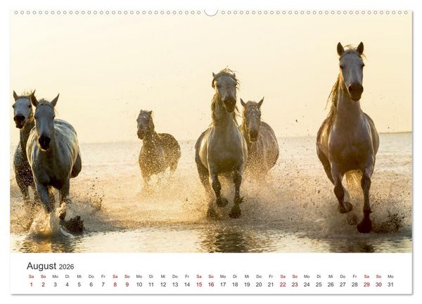 Produktbild: Freiheitsliebende Wildpferde (Wandkalender 2026 DIN A2 quer), CALVENDO Monatskalender