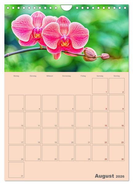 Produktbild: Nachtfalterorchideen in High Dynamic (Wandkalender 2026 DIN A4 hoch), CALVENDO Monatskalender