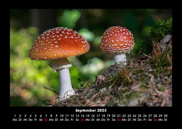 Produktbild: Pilzkalender 2025 Fotokalender DIN A3