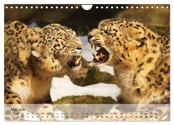 Produktbild: Leoparden. Elegante J&auml;ger (Wandkalender 2026 DIN A4 quer), CALVENDO Monatskalender