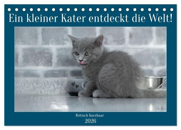 Produktbild: Ein kleiner Kater entdeckt die Welt! (Tischkalender 2026 DIN A5 quer), CALVENDO Monatskalender