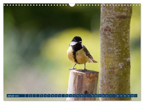 Produktbild: Kohlmeise - Fotografiert von Ostfriesenfotografie (Wandkalender 2026 DIN A3 quer), CALVENDO Monatskalender