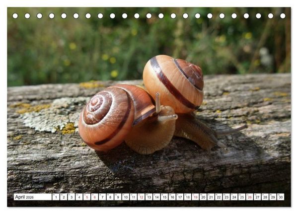 Produktbild: Meine Schnecken (Tischkalender 2026 DIN A5 quer), CALVENDO Monatskalender