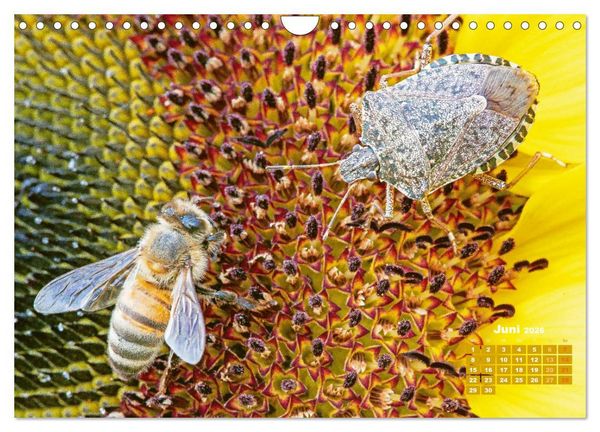 Produktbild: Ein Leben f&uuml;r den Honig - Bienen und Imker (Wandkalender 2026 DIN A4 quer), CALVENDO Monatskalender