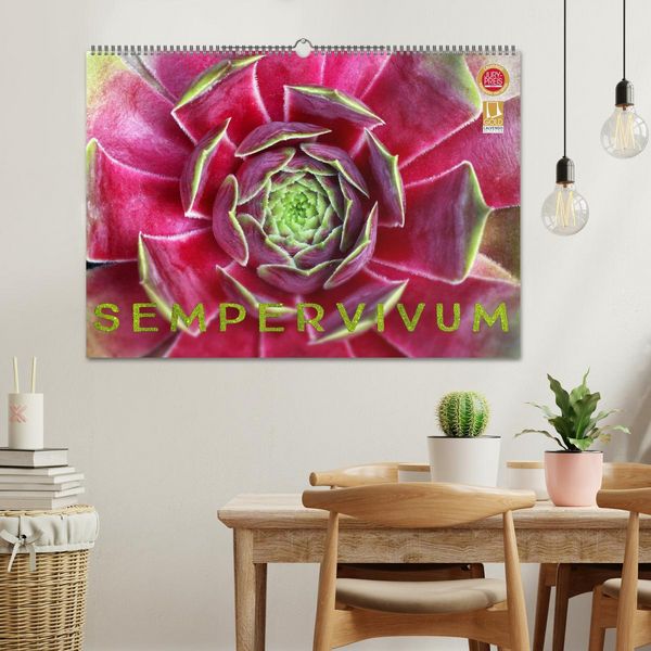 Produktbild: Sempervivum - Hauswurz (Wandkalender 2026 DIN A2 quer), CALVENDO Monatskalender