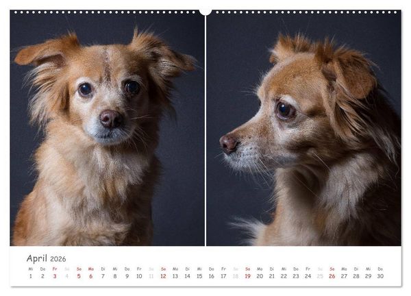Produktbild: charakterstarke Hunde, wundersch&ouml;ne Hundeportraits (Wandkalender 2026 DIN A2 quer), CALVENDO Monatskalender