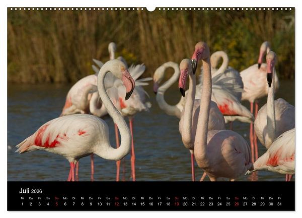 Produktbild: Flamingos der Camargue 2026 (hochwertiger Premium Wandkalender 2026 DIN A2 quer), Kunstdruck in Hochglanz