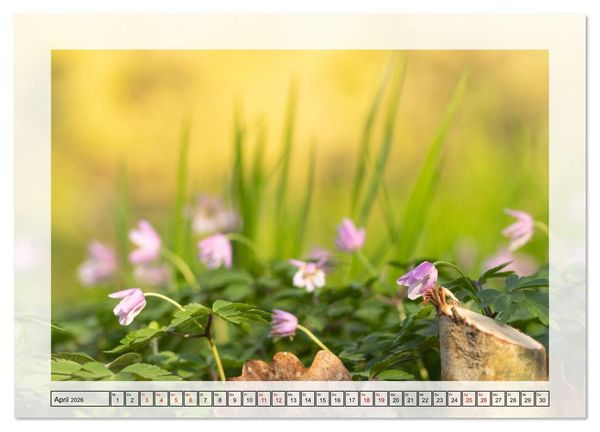 Produktbild: Jeden Monat in der Natur (hochwertiger Premium Wandkalender 2026 DIN A2 quer), Kunstdruck in Hochglanz