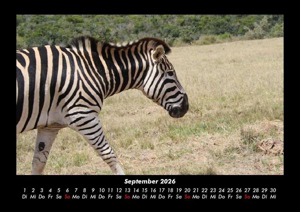 Produktbild: Welt der Tiere 2026 Fotokalender DIN A3