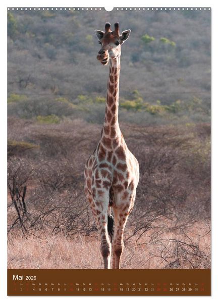 Produktbild: Giraffen (hochwertiger Premium Wandkalender 2026 DIN A2 hoch), Kunstdruck in Hochglanz
