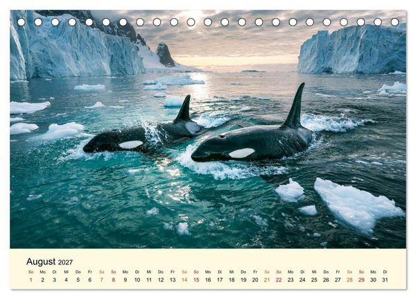 Produktbild: Orcas - Wilde Eleganz des Meeres (Tischkalender 2027 DIN A5 quer), CALVENDO Monatskalender
