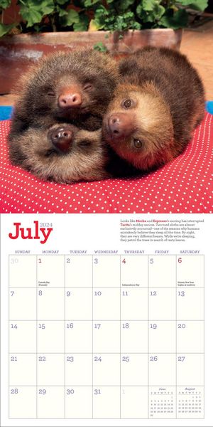 Produktbild: Cooke, L: Original Sloths Mini Wall Calendar 2024