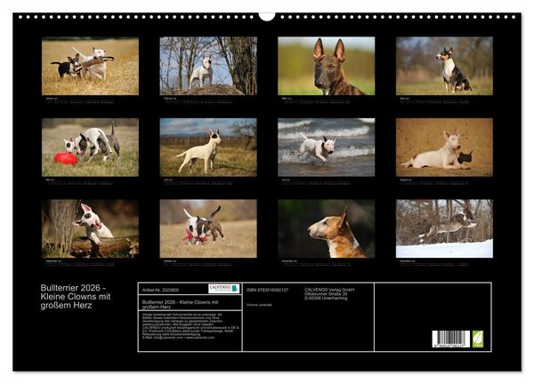 Produktbild: Bullterrier 2026 - Kleine Clowns mit gro&szlig;em Herz (Wandkalender 2026 DIN A2 quer), CALVENDO Monatskalender