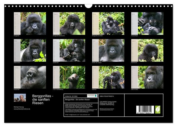 Produktbild: Berggorillas - die sanften Riesen (Wandkalender 2026 DIN A3 quer), CALVENDO Monatskalender