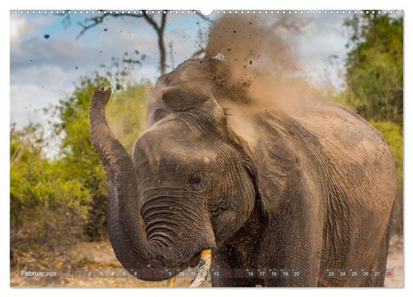 Produktbild: Elefanten in Afrika - Die mit den gro&szlig;en Ohren (hochwertiger Premium Wandkalender 2026 DIN A2 quer), Kunstdruck in Hochglanz
