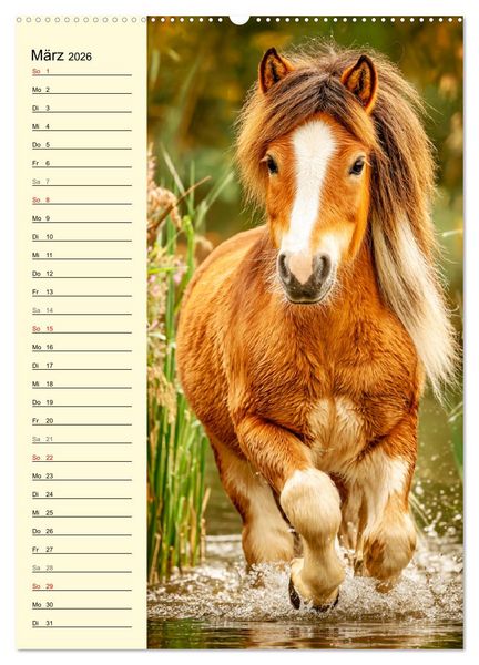 Produktbild: Zauber der Ponys. Kleine Pferde in der Natur (Wandkalender 2026 DIN A2 hoch), CALVENDO Monatskalender