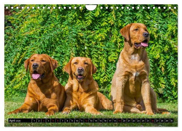 Produktbild: Labrador Retriever - ein Herz auf 4 Pfoten (Wandkalender 2026 DIN A4 quer), CALVENDO Monatskalender