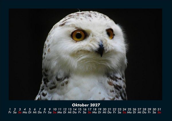 Produktbild: Welt der V&ouml;gel 2027 Fotokalender DIN A4