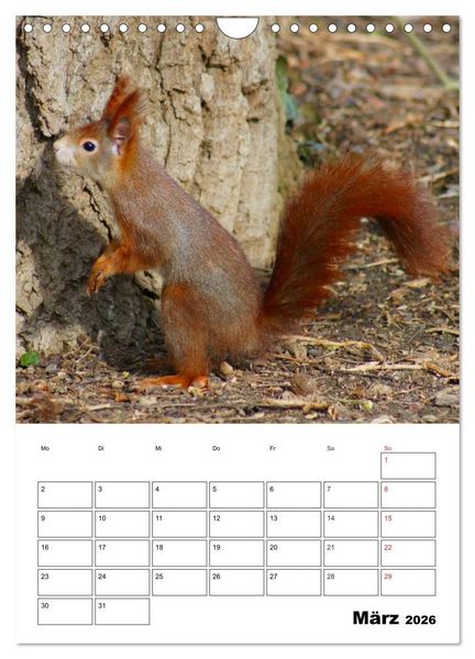 Produktbild: Niedliche Eichh&ouml;rnchen (Wandkalender 2026 DIN A4 hoch), CALVENDO Monatskalender