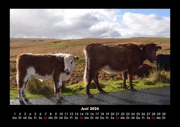 Produktbild: Kuhkalender 2026 Fotokalender DIN A3
