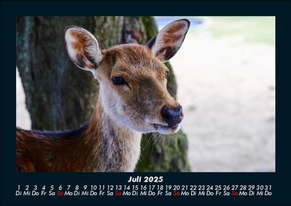 Produktbild: Waldbewohner 2025 Fotokalender DIN A5