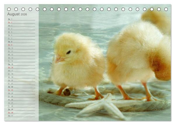 Produktbild: K&uuml;ken in der Kinderstube Terminplaner (Tischkalender 2026 DIN A5 quer), CALVENDO Monatskalender