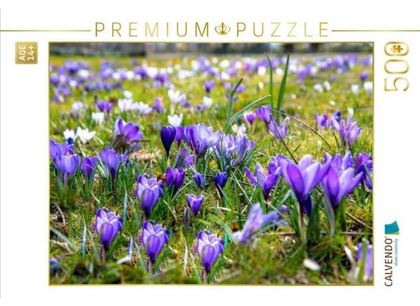 CALVENDO Puzzle Krokusse im Park | 500 Teile Lege-Größe 48 × 36 cm Foto-Puzzle für Erwachsene