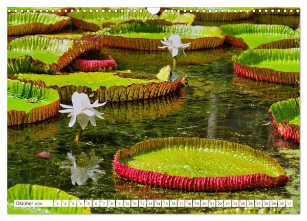 Produktbild: Mauritius - Sch&ouml;nheit im Indischen Ozean (Wandkalender 2026 DIN A3 quer), CALVENDO Monatskalender