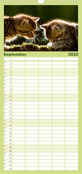 Produktbild: Familienplaner K&auml;tzchen 2022 (Wandkalender 2022 , 21 cm x 45 cm, hoch)
