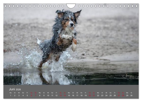 Produktbild: Australian Shepherd - Vielfalt in einer Rasse (Wandkalender 2026 DIN A4 quer), CALVENDO Monatskalender