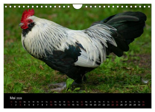 Produktbild: Die Welt der H&uuml;hner (Wandkalender 2026 DIN A4 quer), CALVENDO Monatskalender