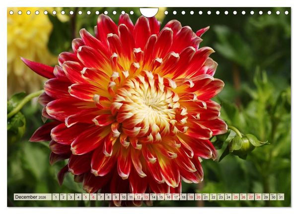 Produktbild: Fascinating Dahlias (Wall Calendar 2026 DIN A4 landscape), CALVENDO 12 Month Wall Calendar