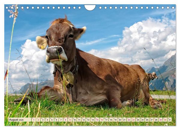 Produktbild: Berg-K&uuml;he, Natur pur - unser sch&ouml;nster Urlaub (Wandkalender 2026 DIN A4 quer), CALVENDO Monatskalender