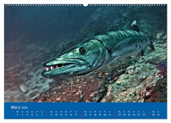 Produktbild: Unterwasserwelten (hochwertiger Premium Wandkalender 2026 DIN A2 quer), Kunstdruck in Hochglanz