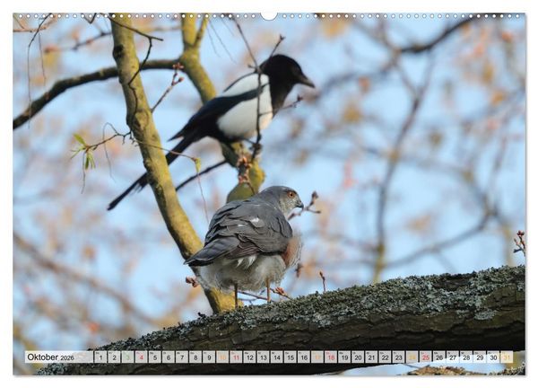 Produktbild: Spitze Krallen und scharfer Blick - Verhalten Sperber (Wandkalender 2026 DIN A2 quer), CALVENDO Monatskalender