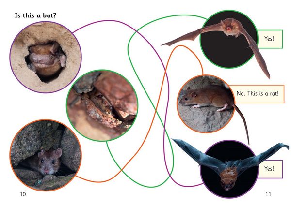 Produktbild: Bats