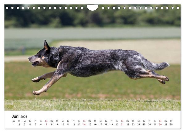 Produktbild: Faszinierende Australian Cattle Dogs (Wandkalender 2026 DIN A4 quer), CALVENDO Monatskalender